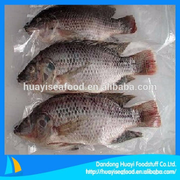 Diversos pescados redondos enteros congelados de la tilapia de la venta caliente del tamaño (destripados y escalados)